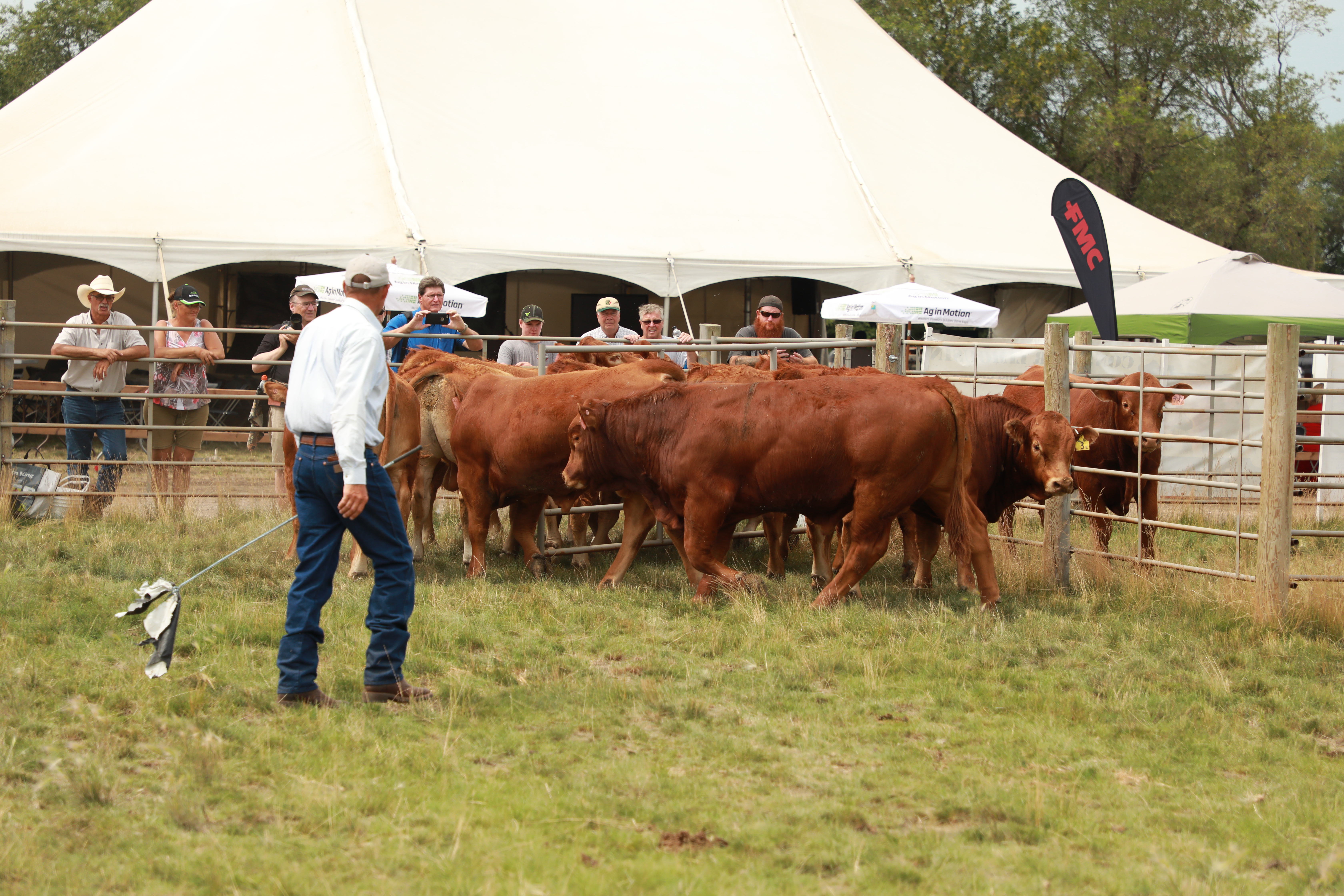 Managing Cattle Movement for Productivity and Health