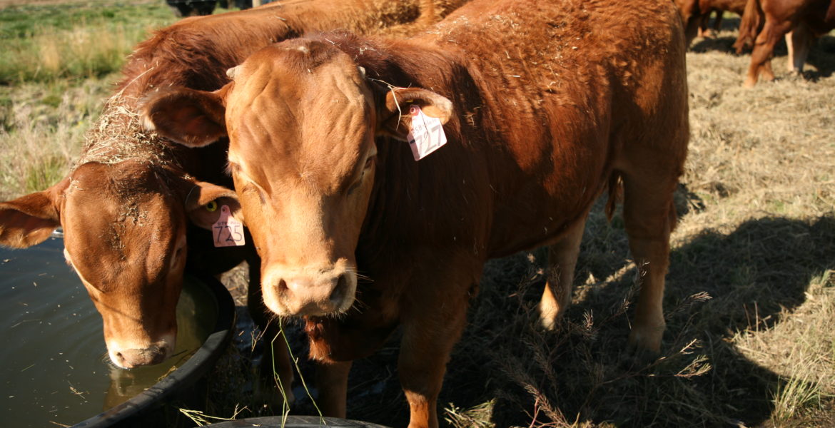 Total Mixed Rations Increase Cattle Production Efficiency Ag in Motion