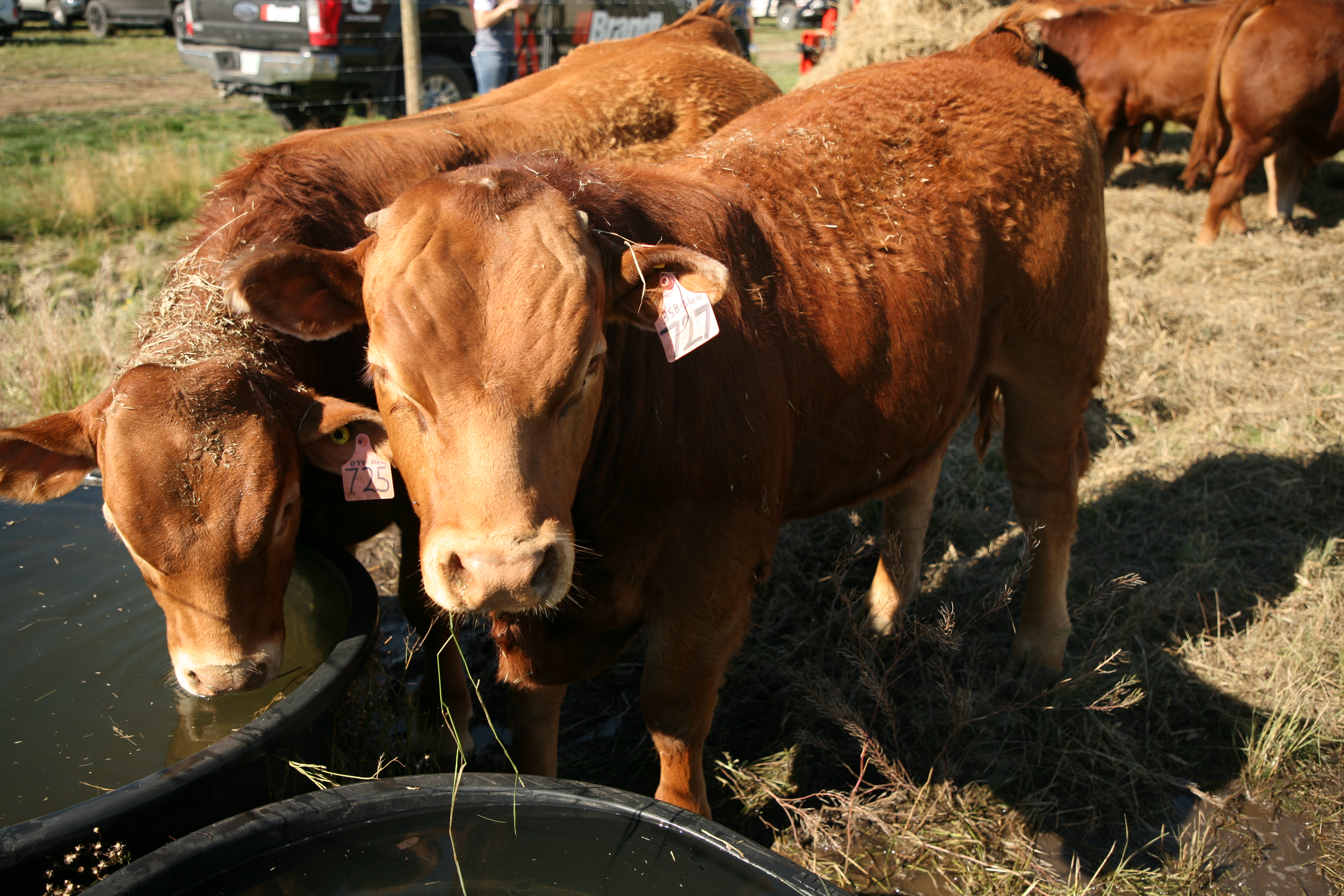 Total Mixed Rations Increase Cattle Production Efficiency