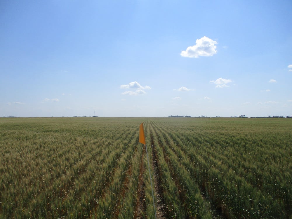 vaderstad-field-2