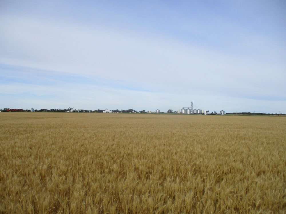 vaderstad-field-3